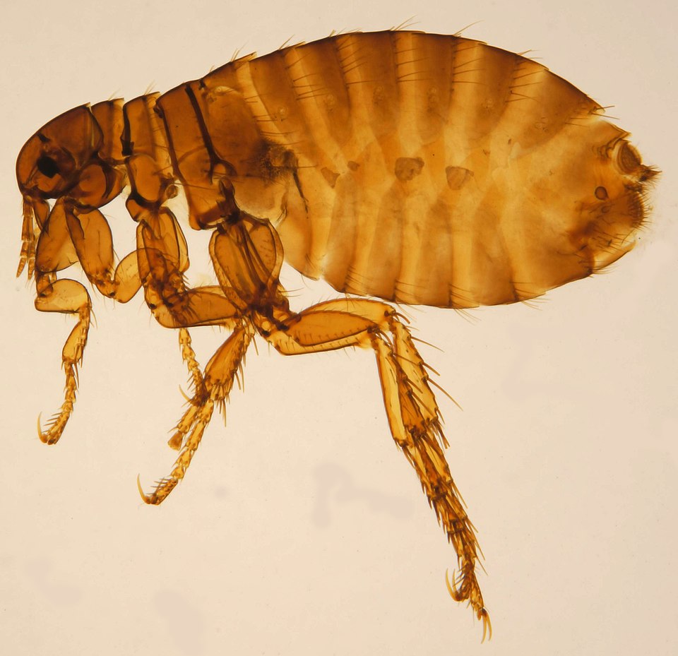 File:Pulex irritans female ZSM.jpg